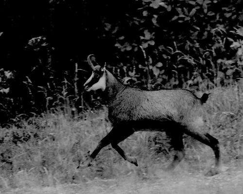 Photos animalières