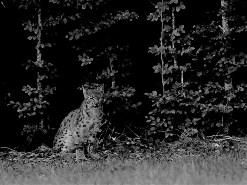 Photos animalières  (Nouveau)